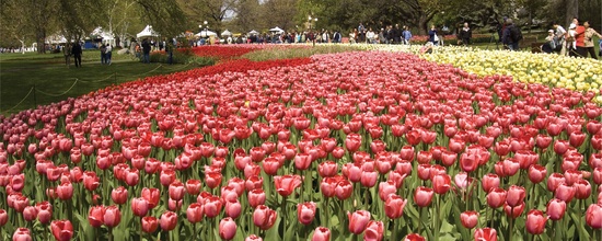 Ottawa Festival des tulipes 1 jour en liberté 